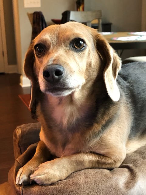 Daisy