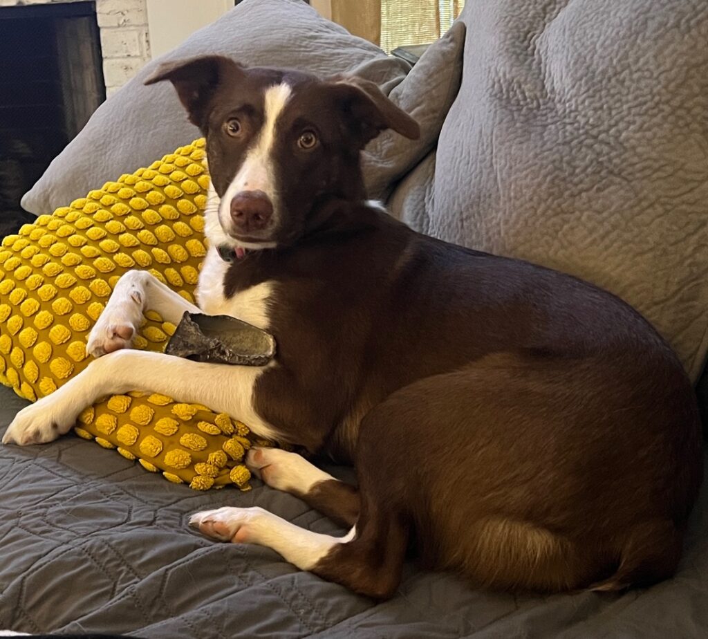 Toffee - COURTESY POST