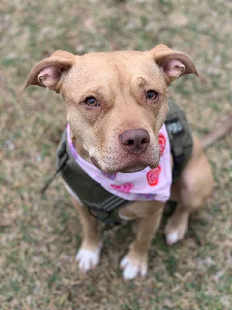 Maple