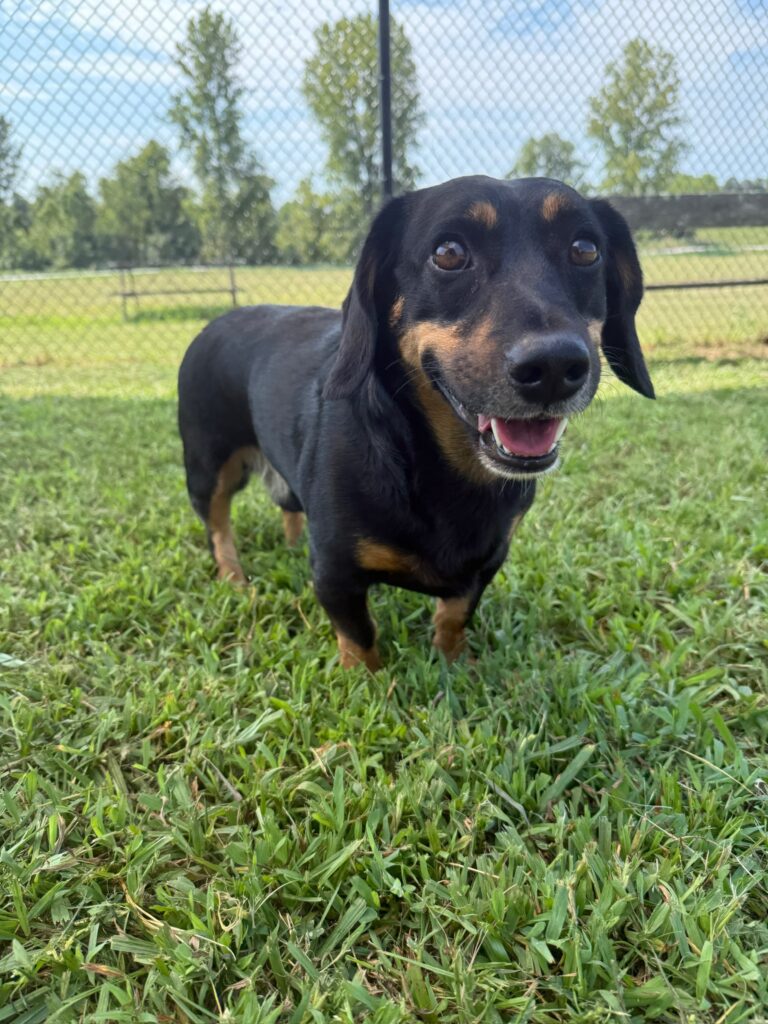 Winston - Coming Soon!
