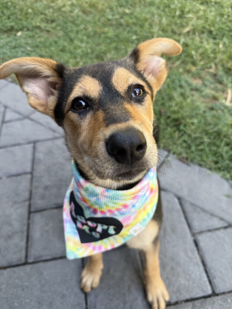 Sadie