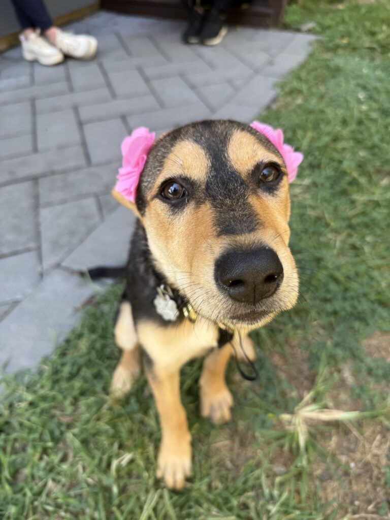 Sadie - Training Program Participant