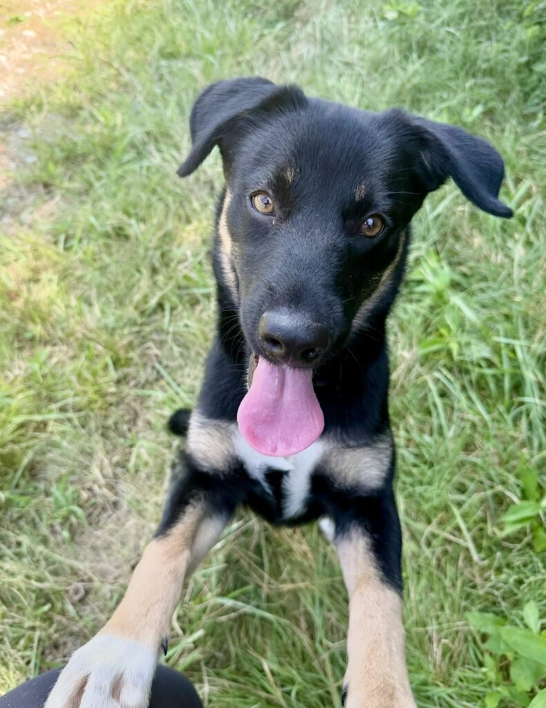 Atlas - Training Program Participant