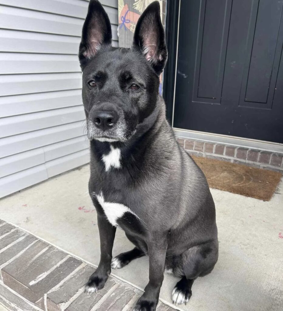 Stella - Courtesy Post