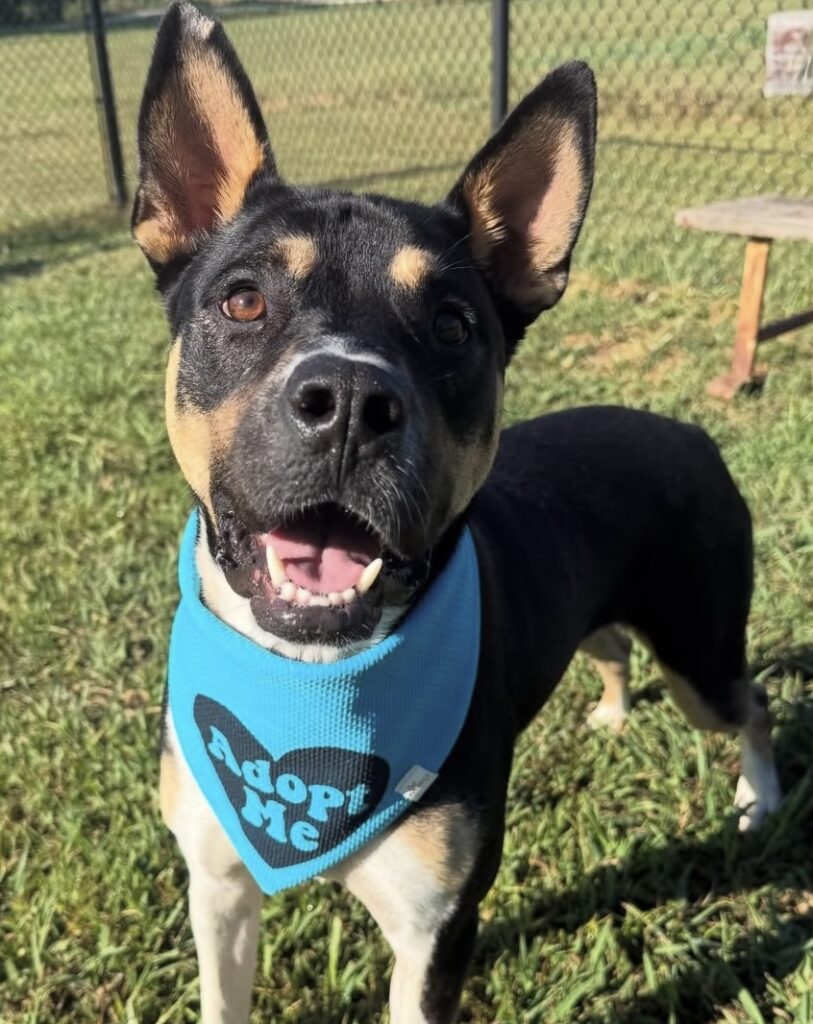 Johnny - Courtesy Post