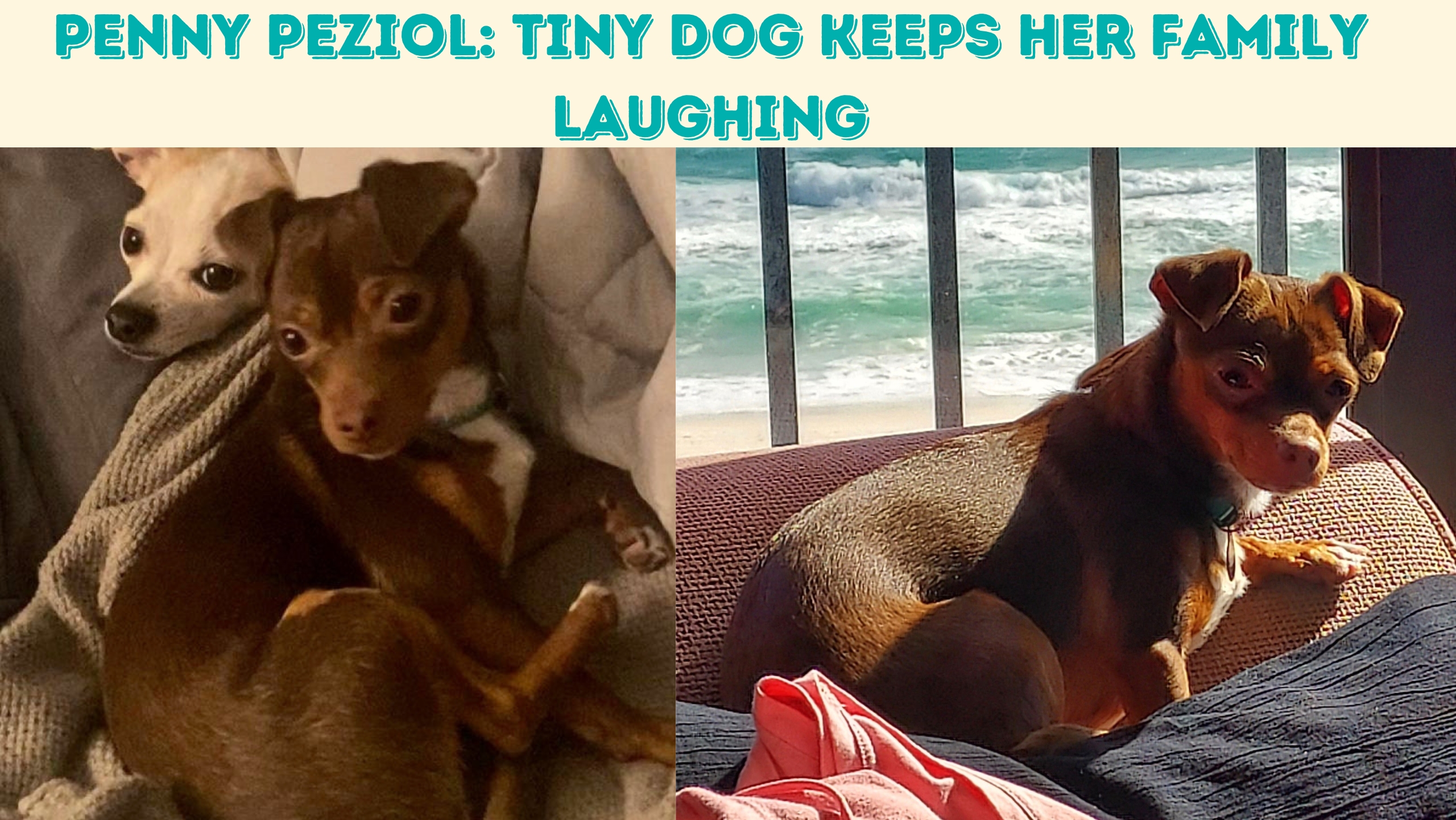 dog laughing meme