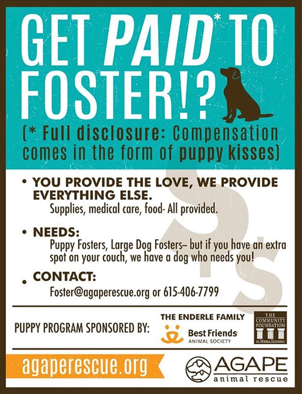 do you get paid to foster dogs