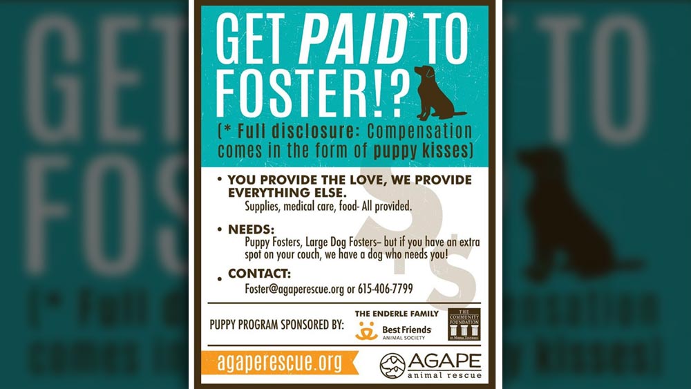 do you get paid to foster dogs