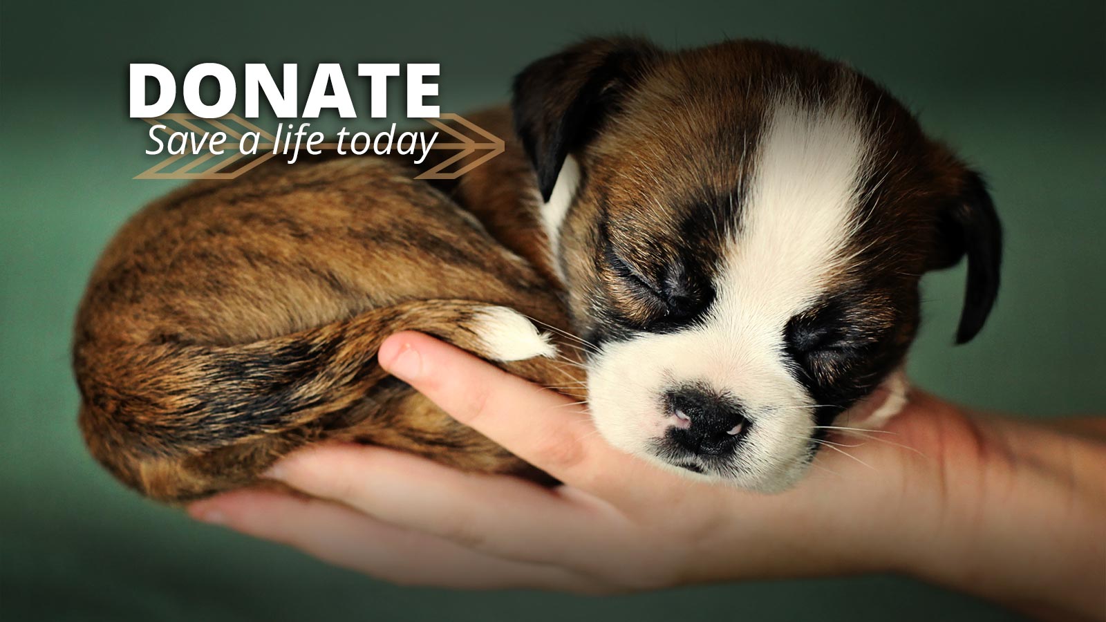 Agape Animal Rescue | Adopt, Volunteer, Foster, Donate